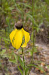 Pinnate prairie coneflower